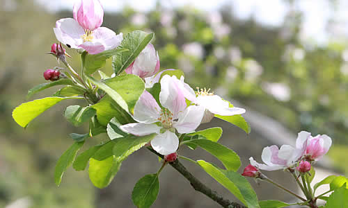 Apple blossom in the orchard at Capeltor Farm