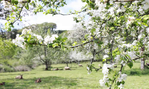 Sheep grazing in the orchard at Capeltor Farm