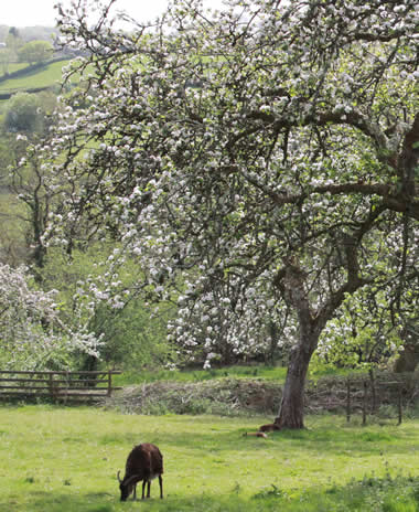 The orchard in blossom at Capeltor Farm