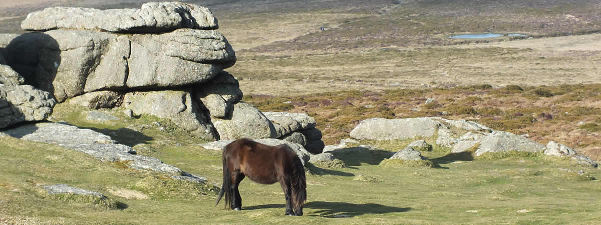 Pony grazing on Dartmoor