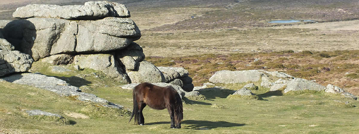 Pony grazing on Dartmoor