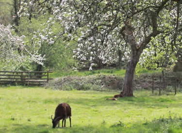 Deer grazing in our orchard at Capeltor